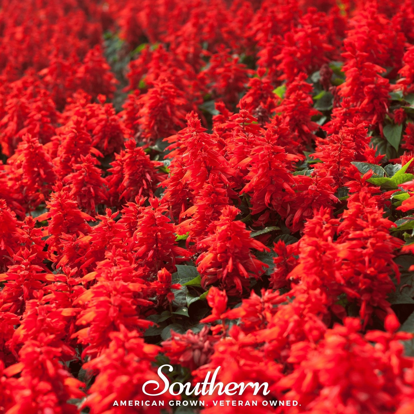 Scarlet Sage ā 100 Seeds