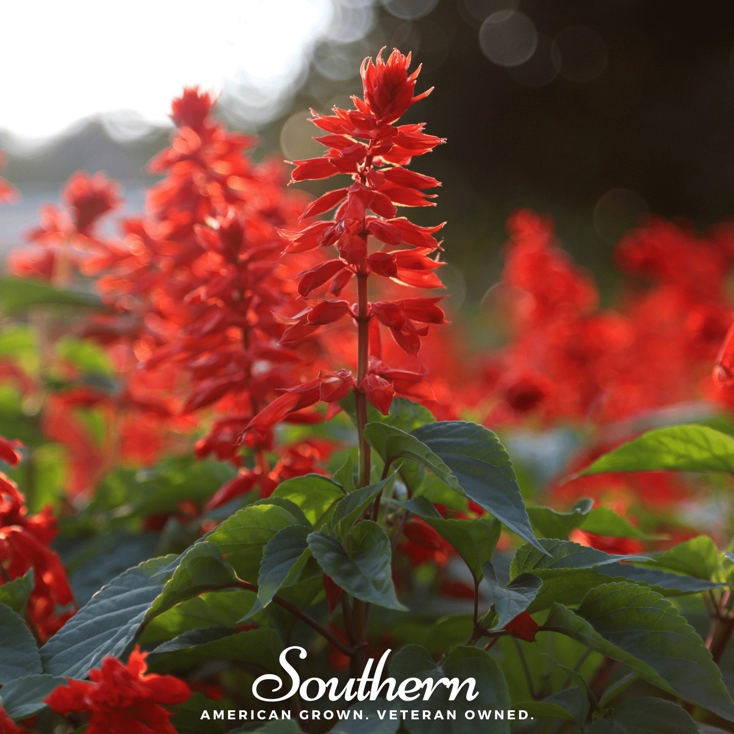 Scarlet Sage ā 100 Seeds