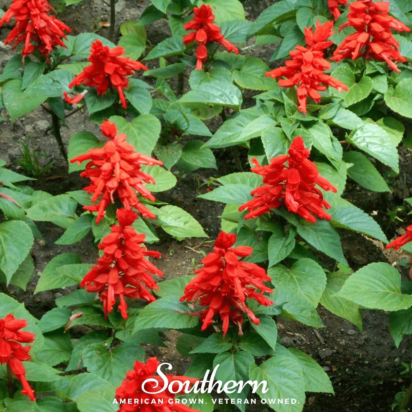 Scarlet Sage ā 100 Seeds