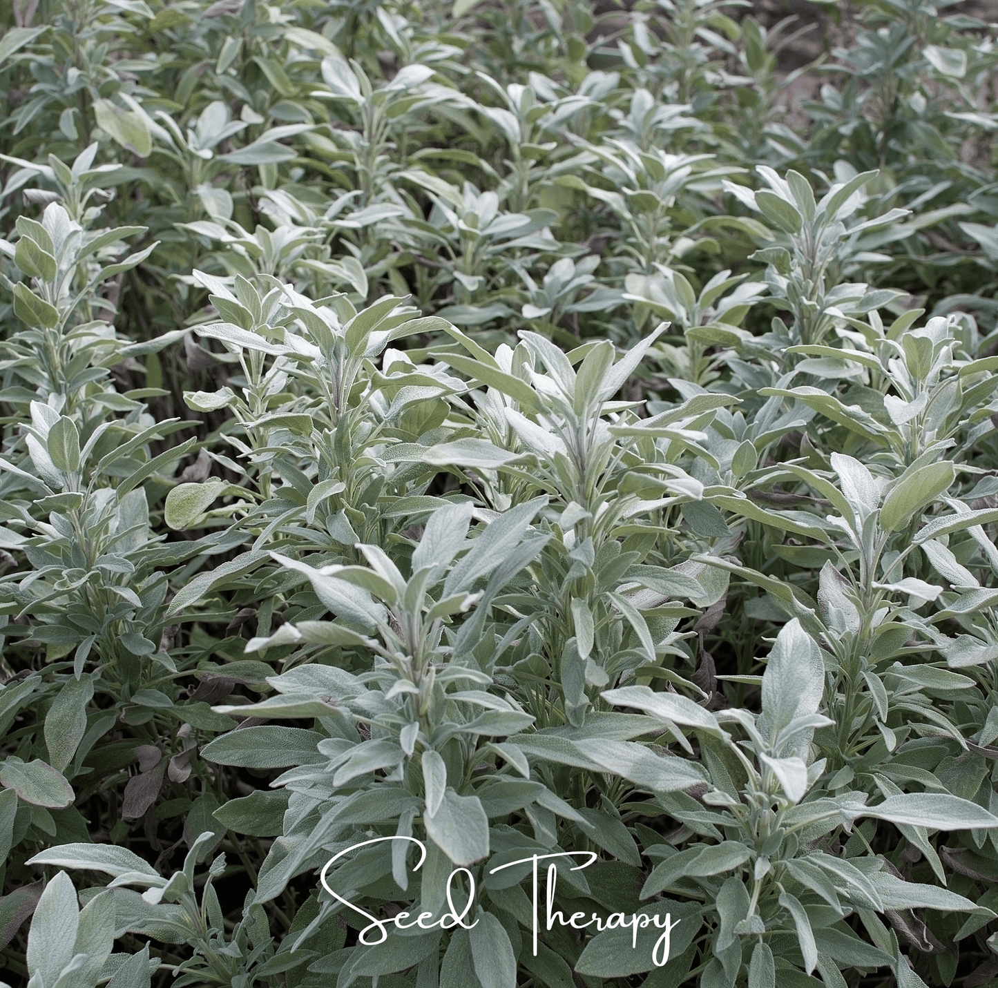 White Sage ā 50 Seeds