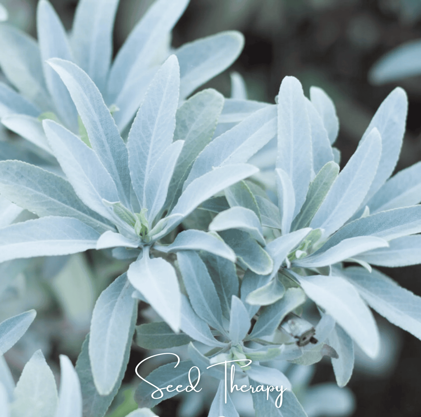 White Sage ā 50 Seeds