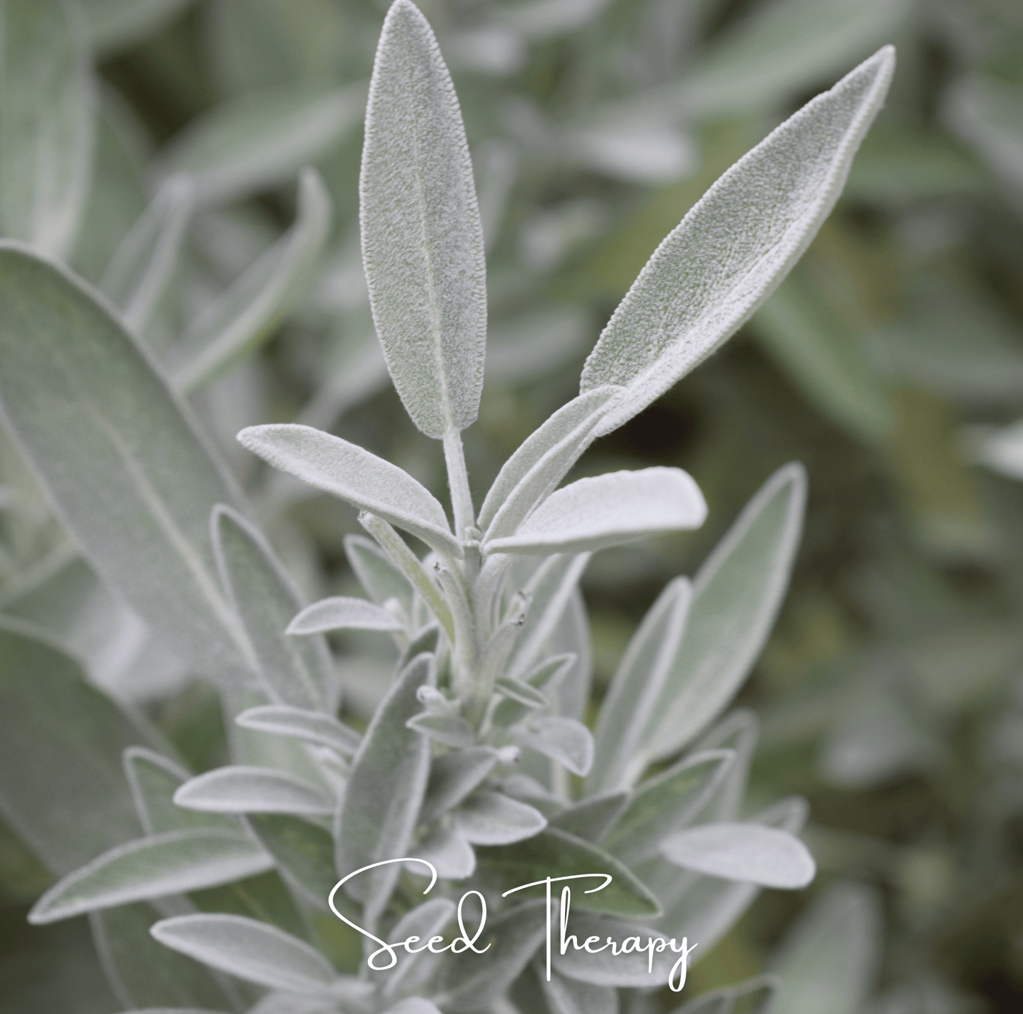 White Sage ā 50 Seeds