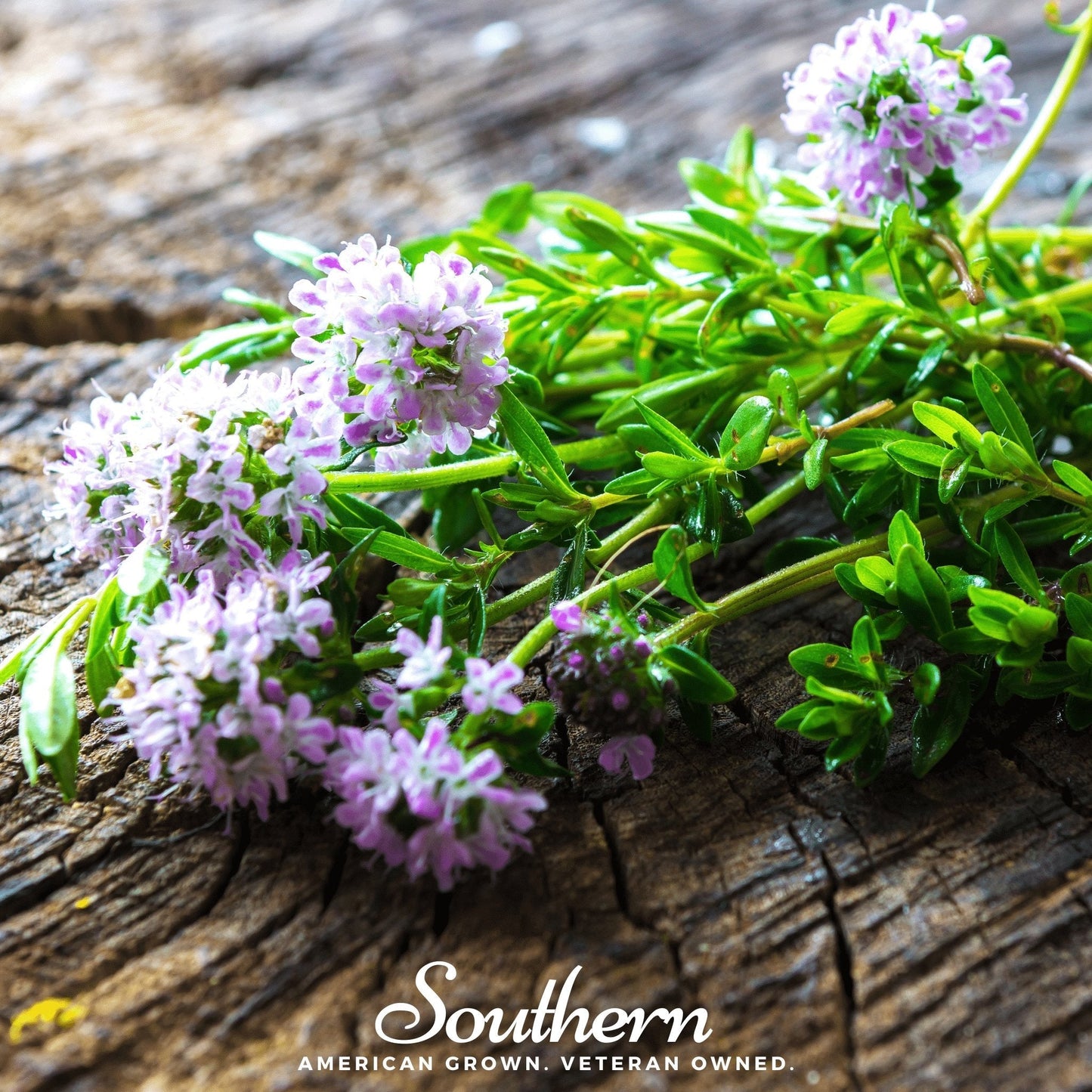 Summer Savory ā 100 Seeds