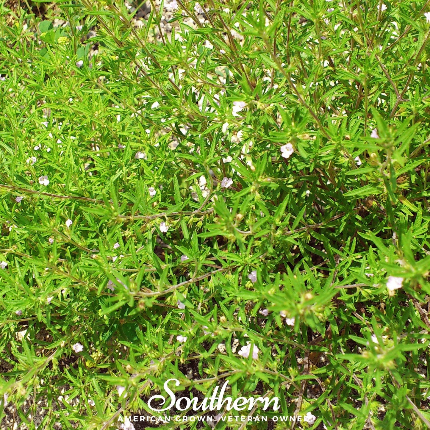 Summer Savory ā 100 Seeds