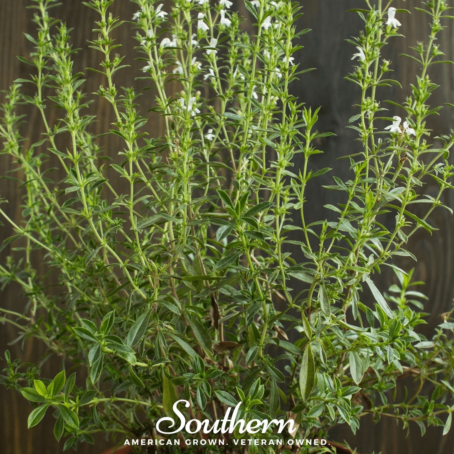 Summer Savory ā 100 Seeds
