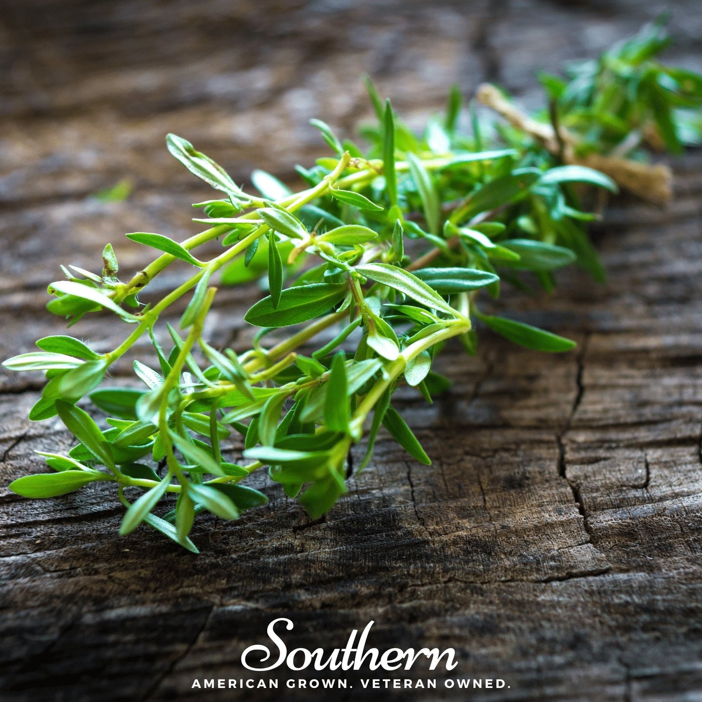 Summer Savory ā 100 Seeds