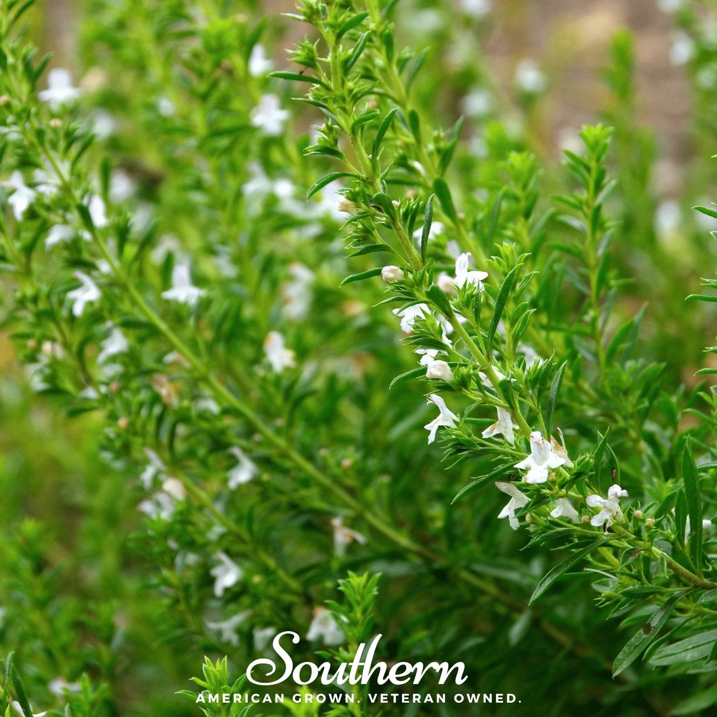 Winter Savory ā 100 Seeds