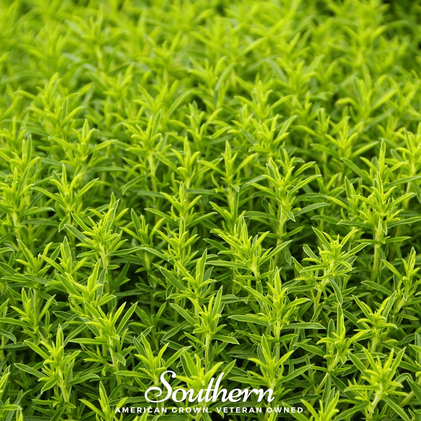 Winter Savory ā 100 Seeds