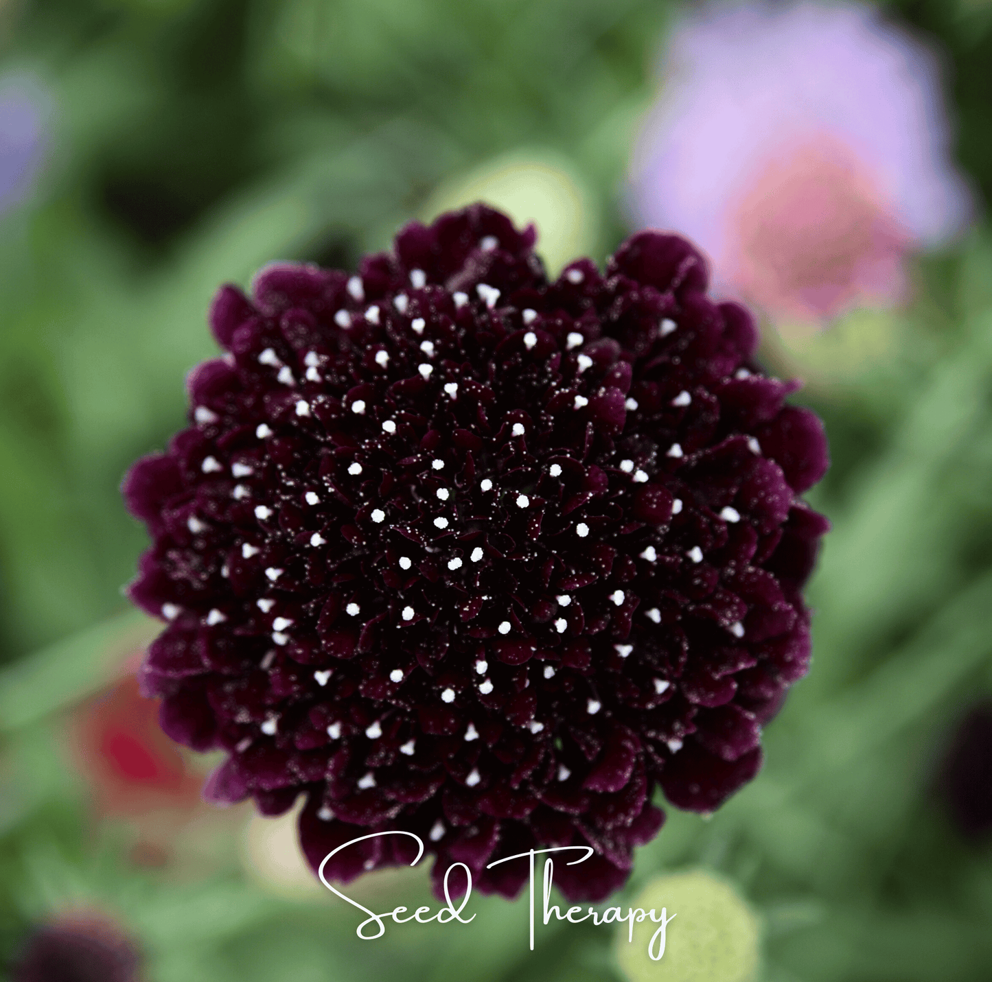 Black Knight Scabiosa ā 30 Seeds