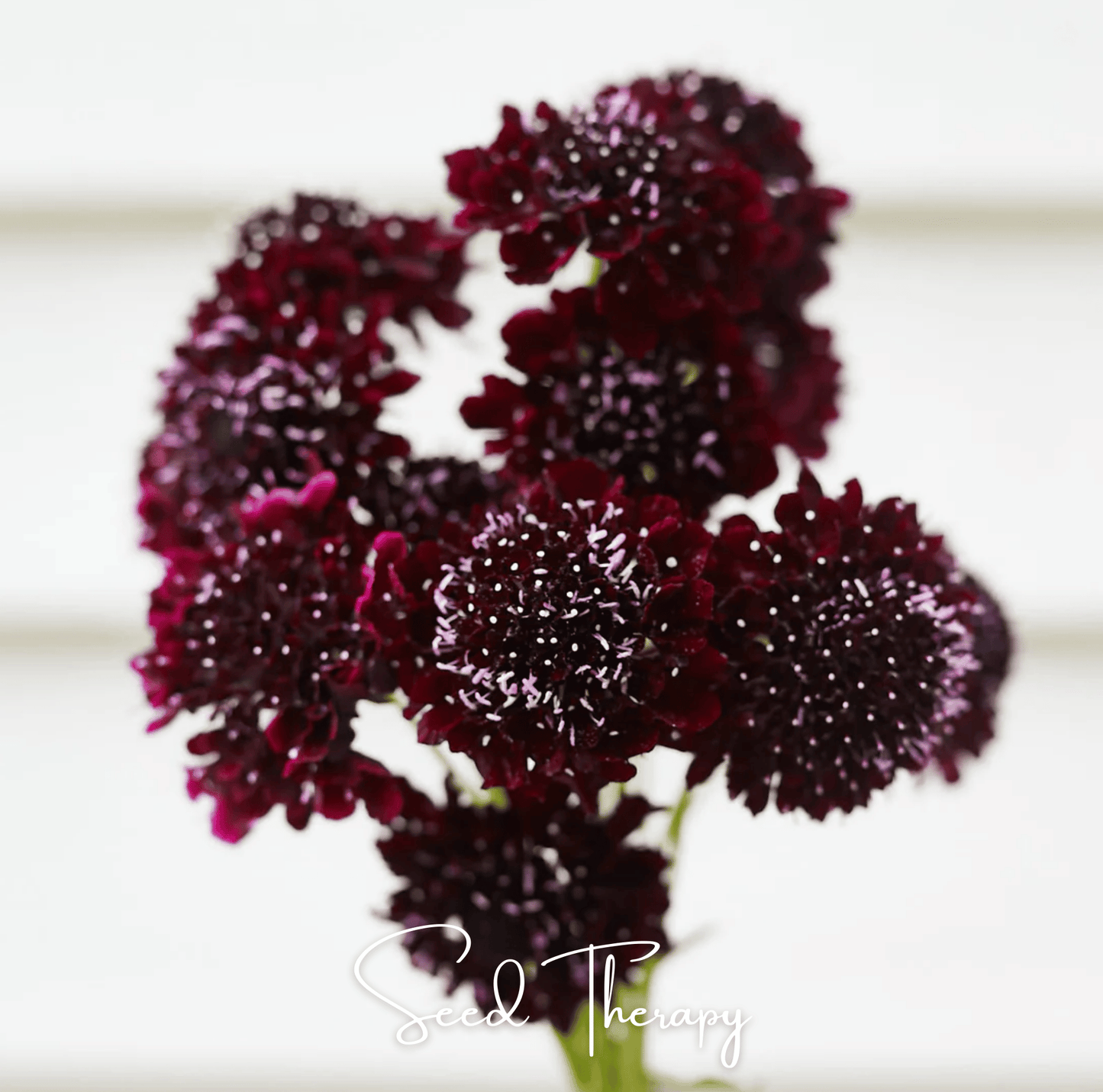 Black Knight Scabiosa ā 30 Seeds