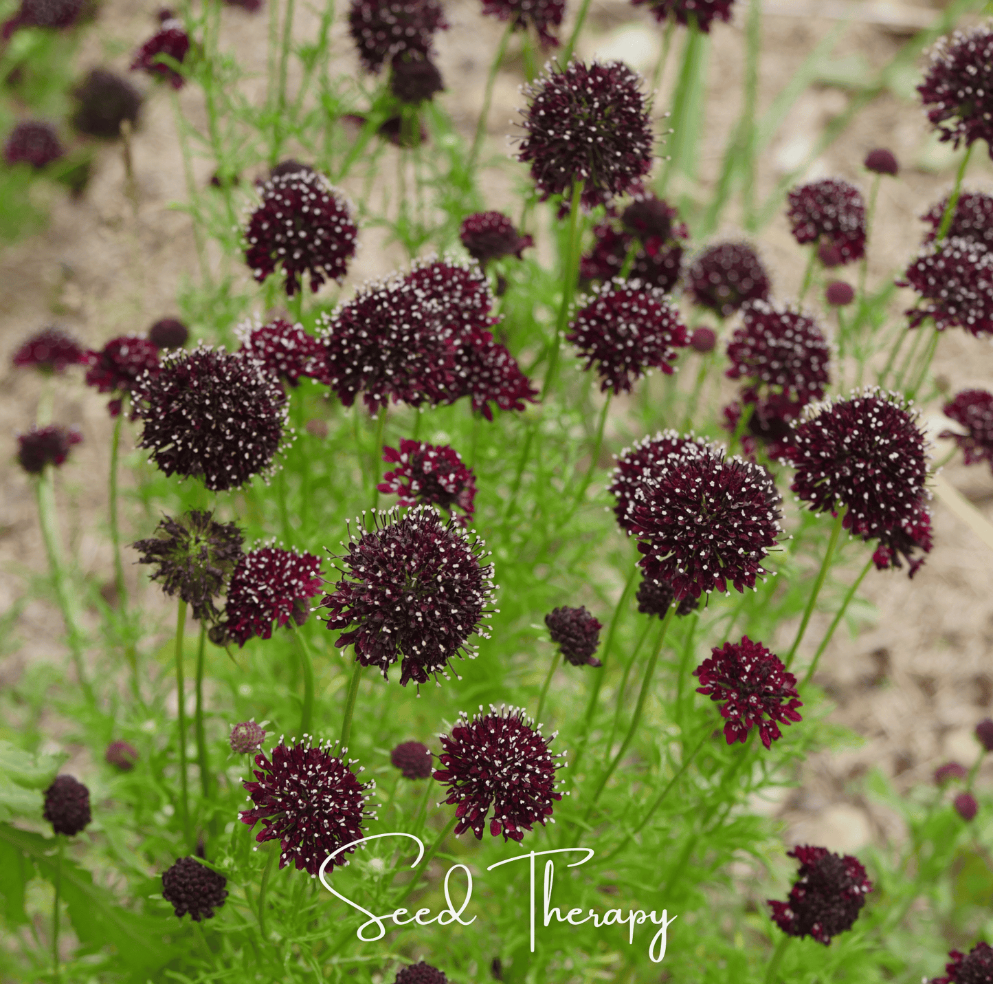 Black Knight Scabiosa ā 30 Seeds