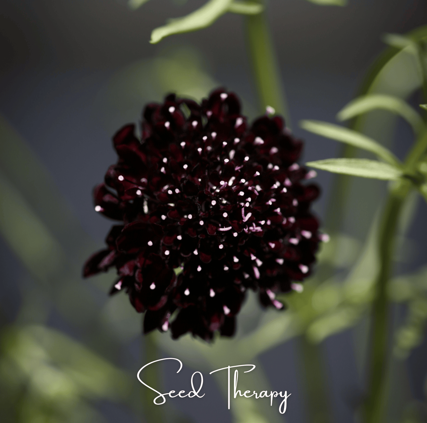 Black Knight Scabiosa ā 30 Seeds