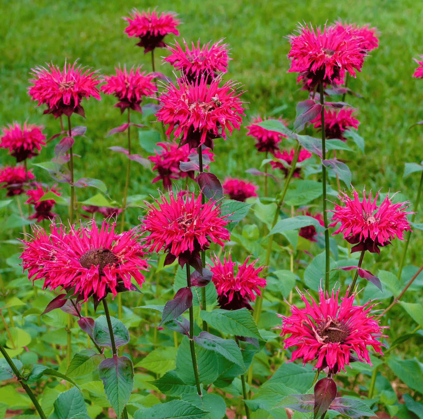 Scarlet Bee Balm ā 20 Seeds