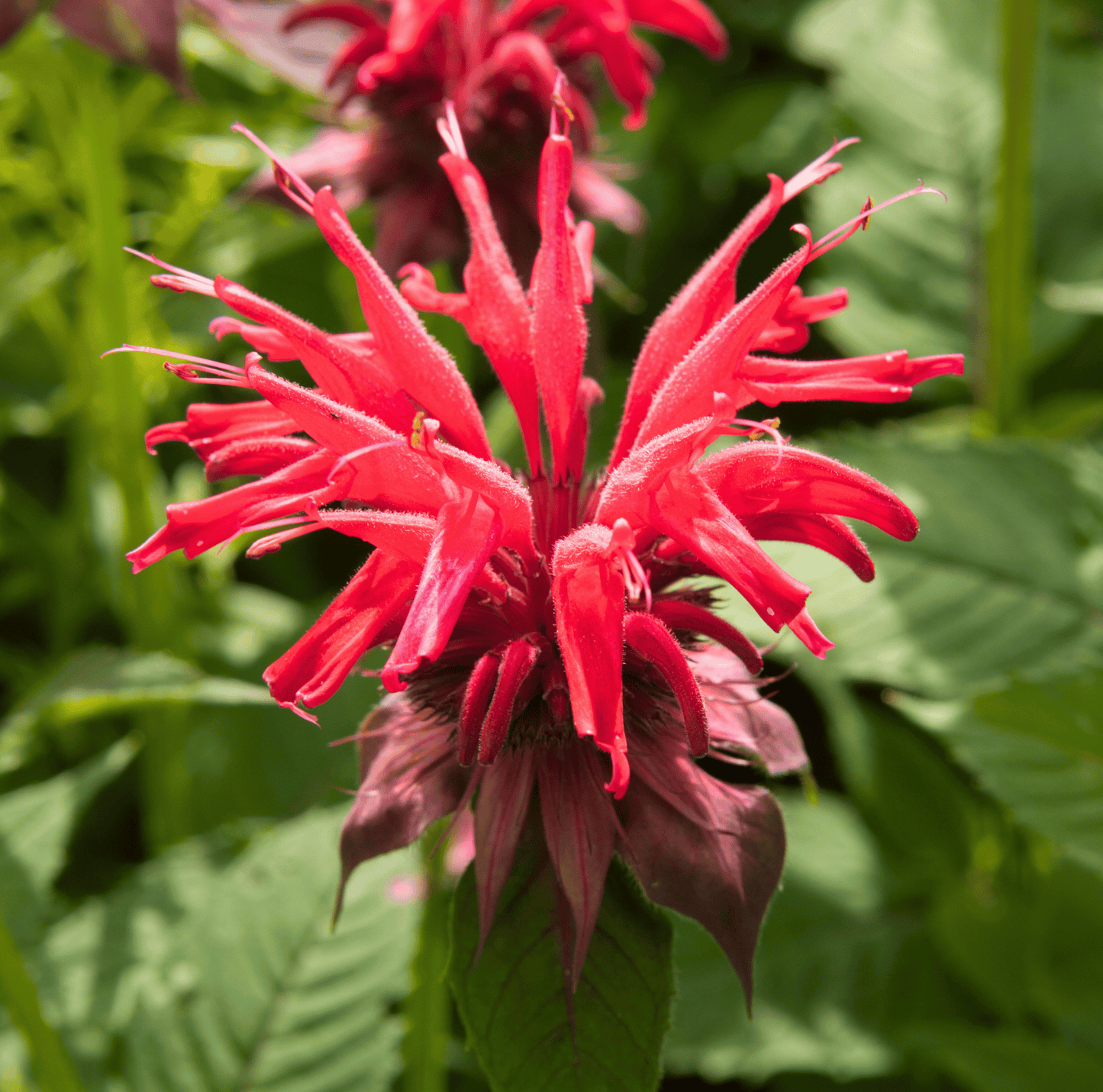 Scarlet Bee Balm ā 20 Seeds