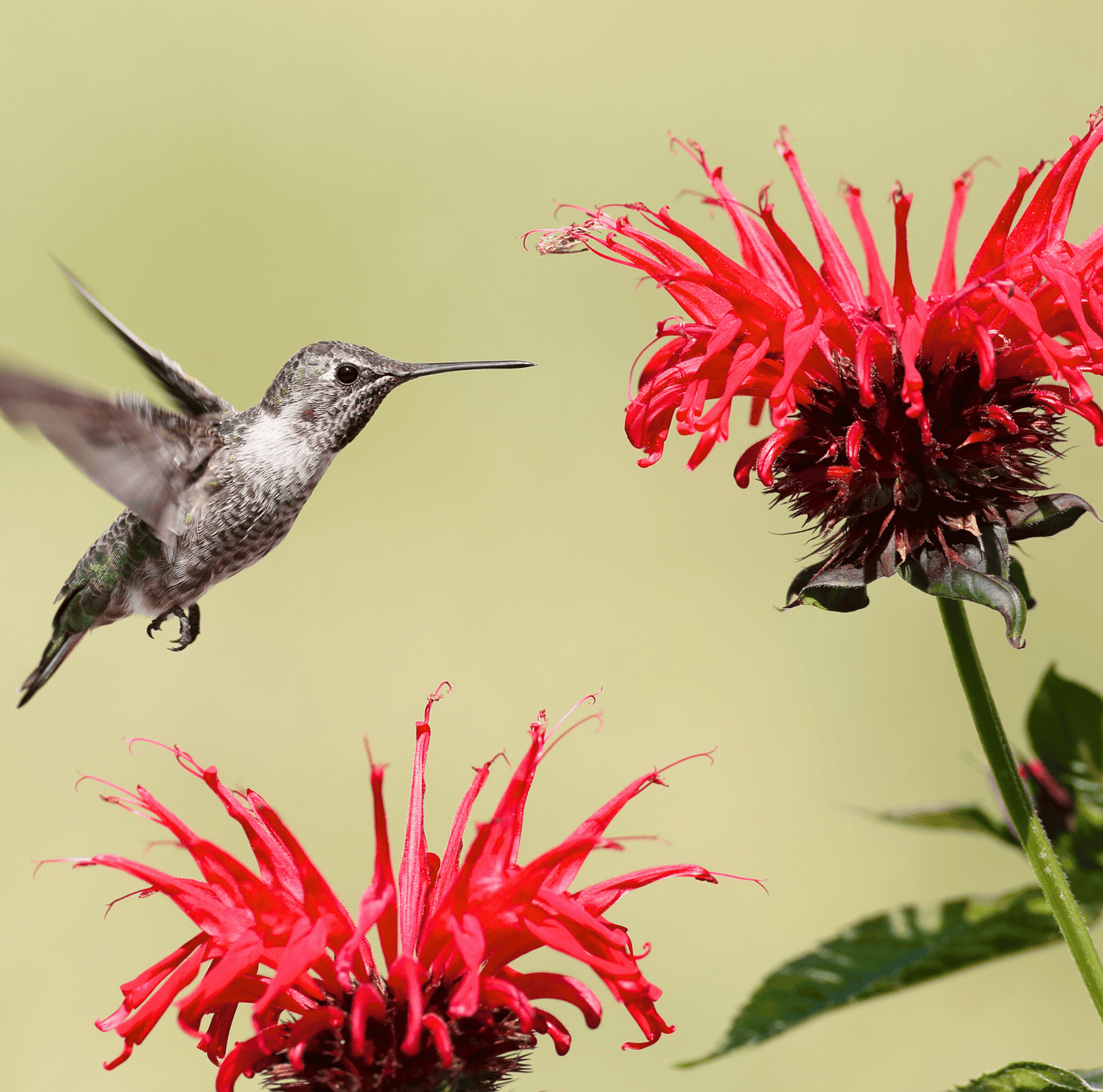 Scarlet Bee Balm ā 20 Seeds
