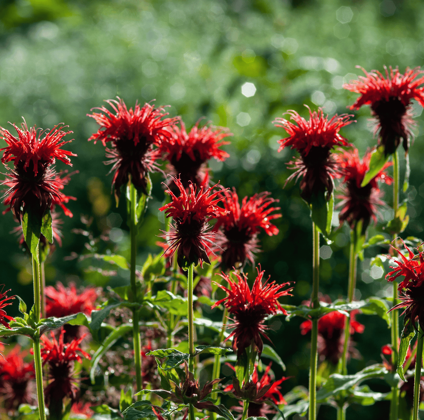 Scarlet Bee Balm ā 20 Seeds