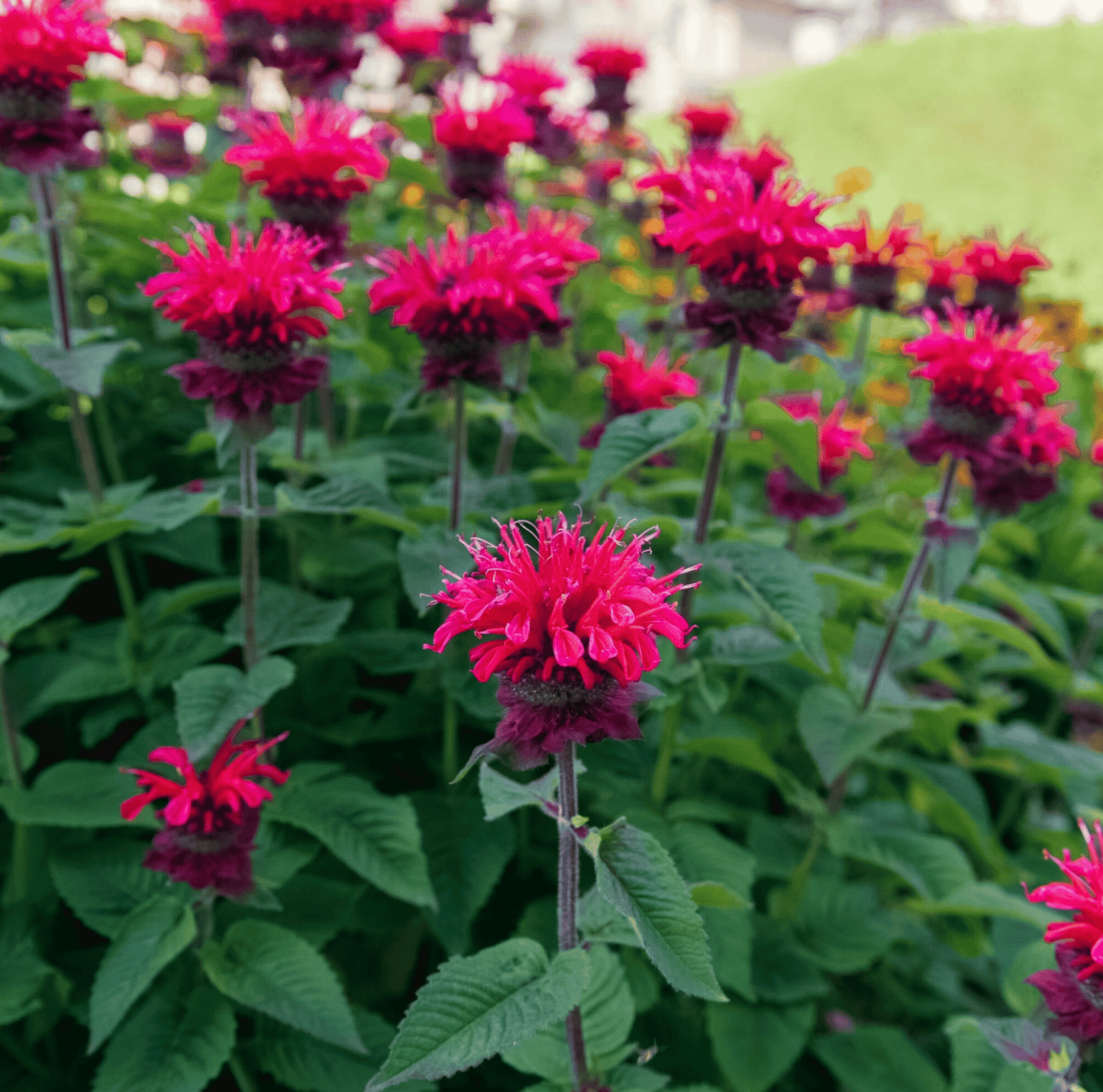 Scarlet Bee Balm ā 20 Seeds