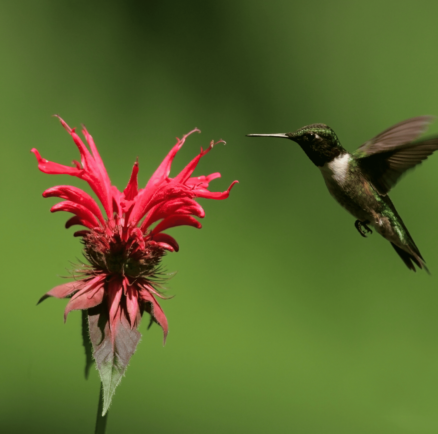 Scarlet Bee Balm ā 20 Seeds