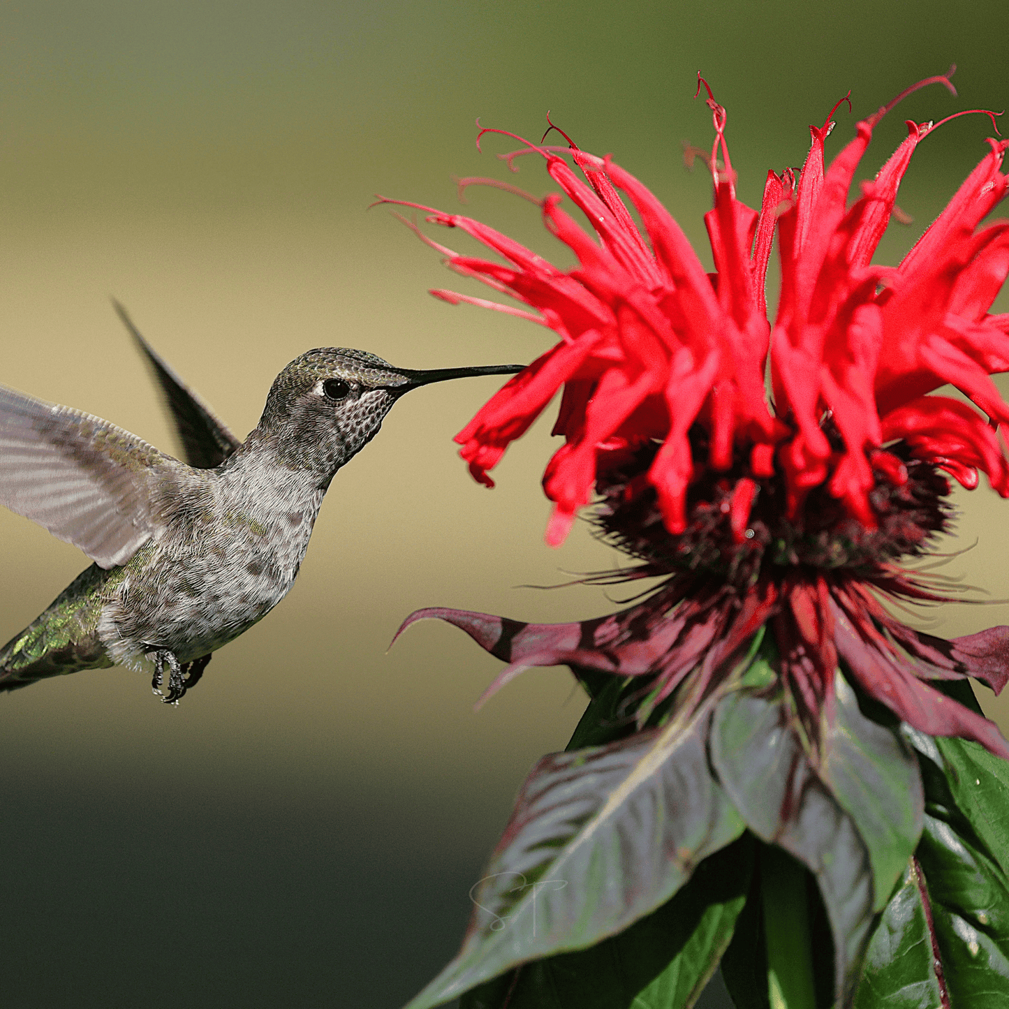 Scarlet Bee Balm ā 20 Seeds