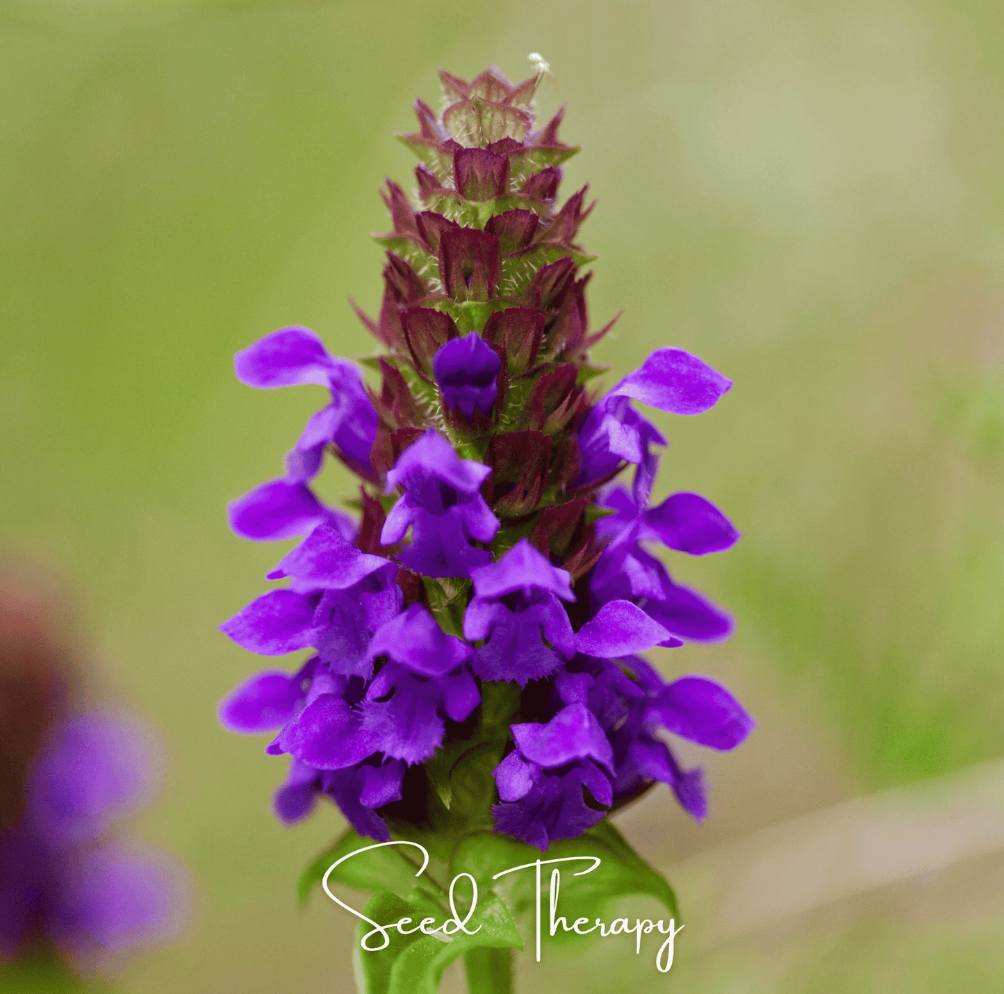 Self Heal (Heal All, All Heal) ā 50 Seeds