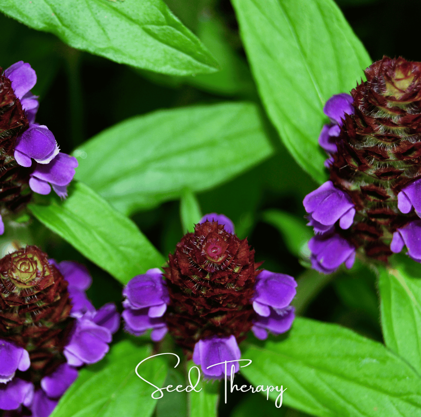 Self Heal (Heal All, All Heal) ā 50 Seeds
