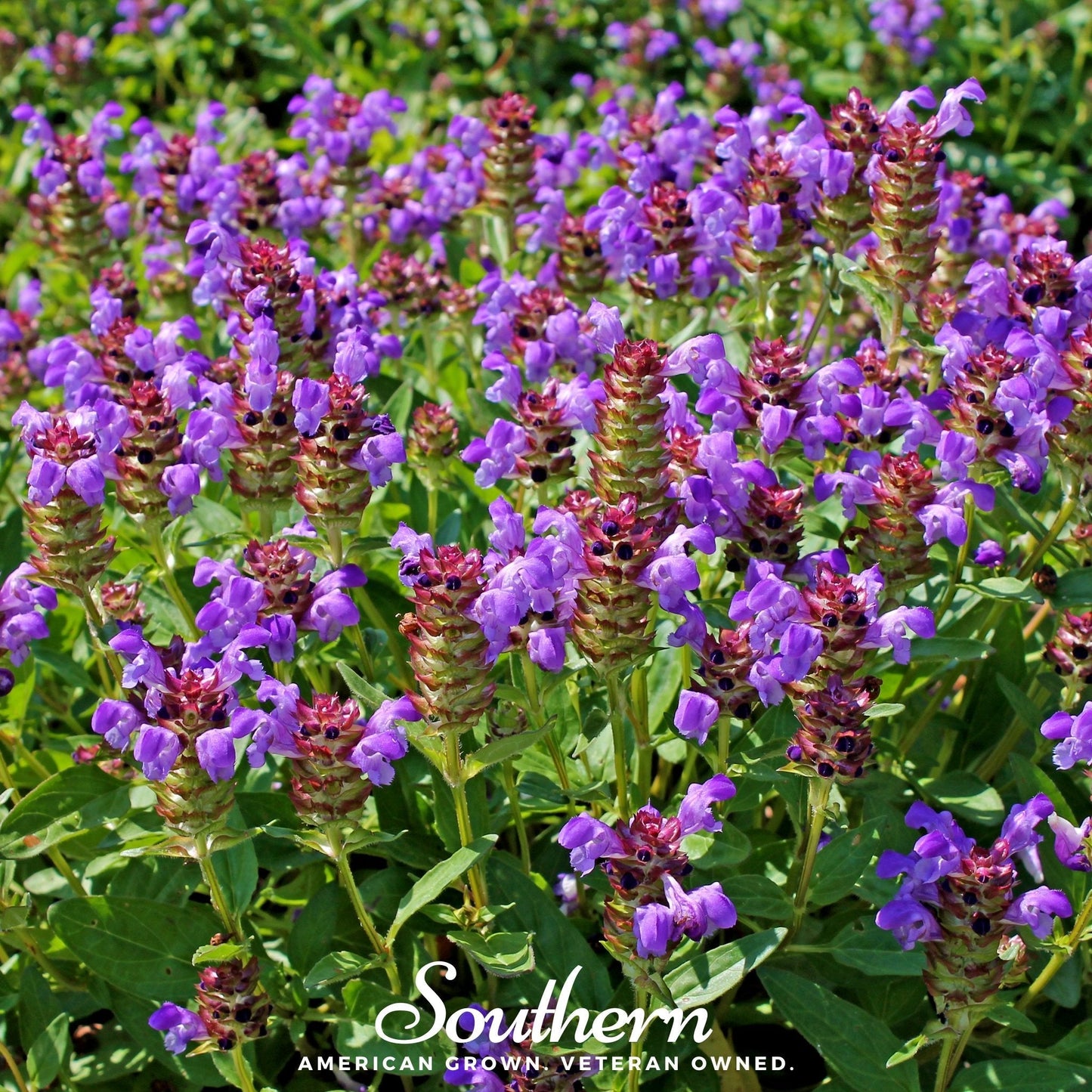 Self Heal (Heal All, All Heal) ā 50 Seeds