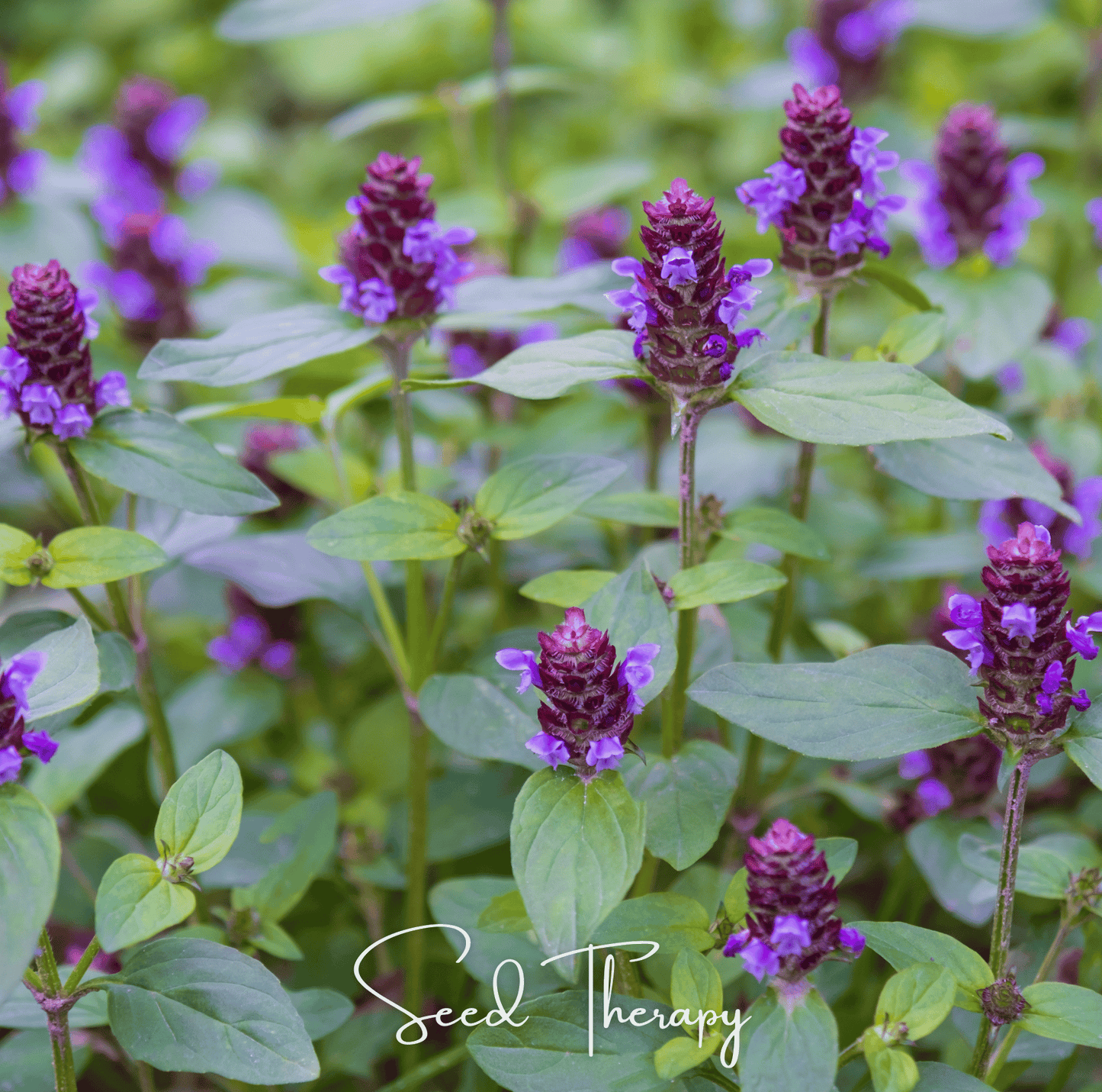 Self Heal (Heal All, All Heal) ā 50 Seeds