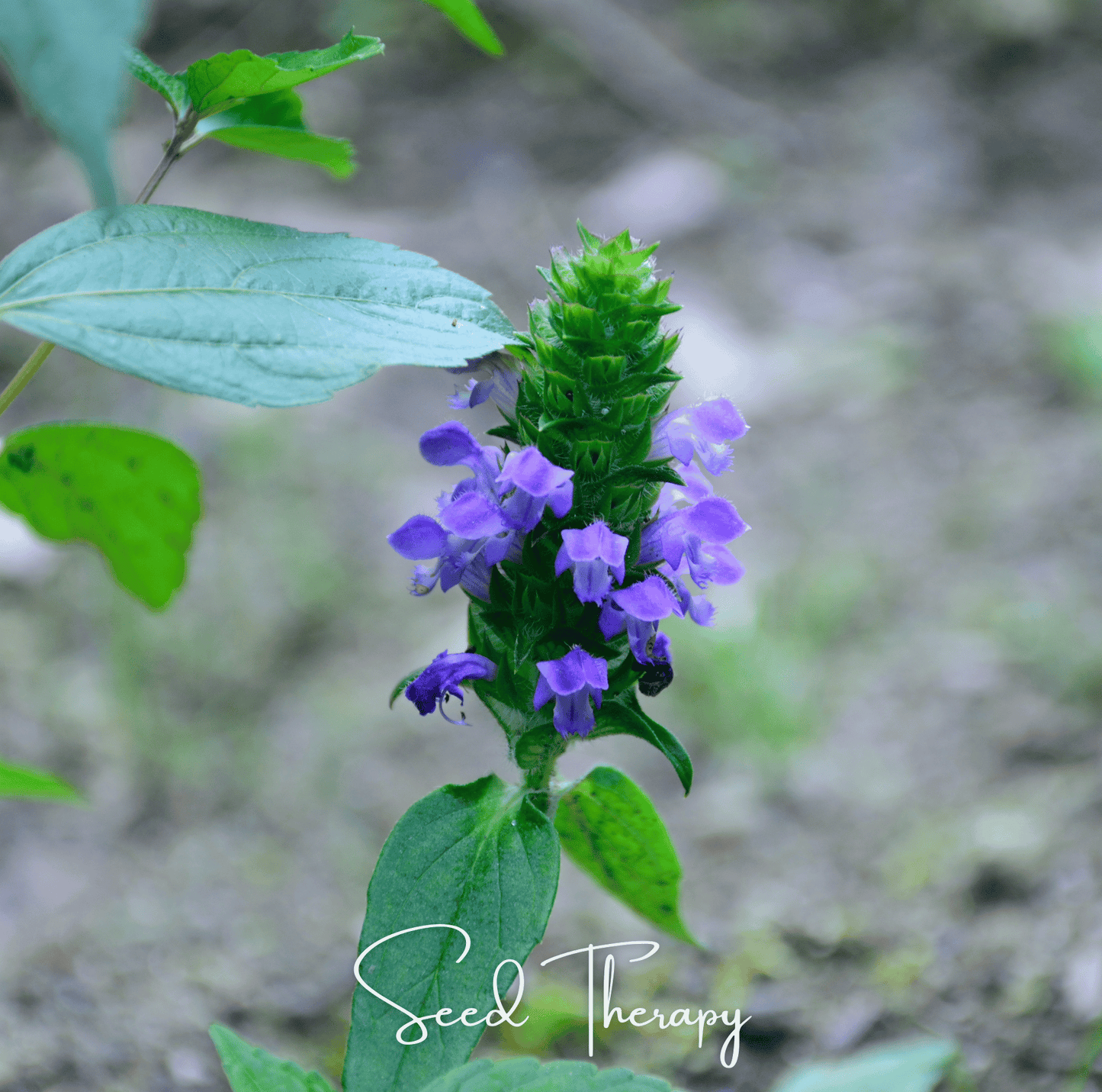 Self Heal (Heal All, All Heal) ā 50 Seeds