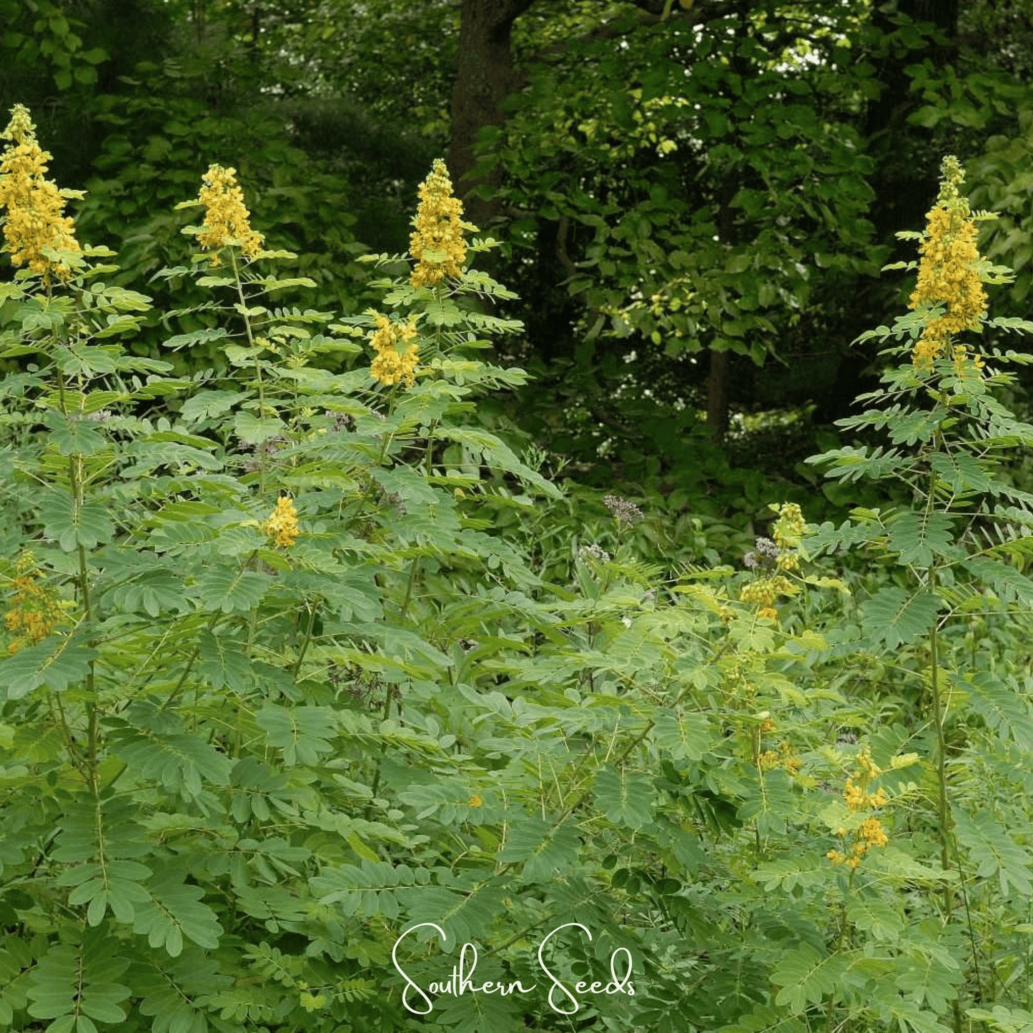 Wild Senna ā 20 Seeds