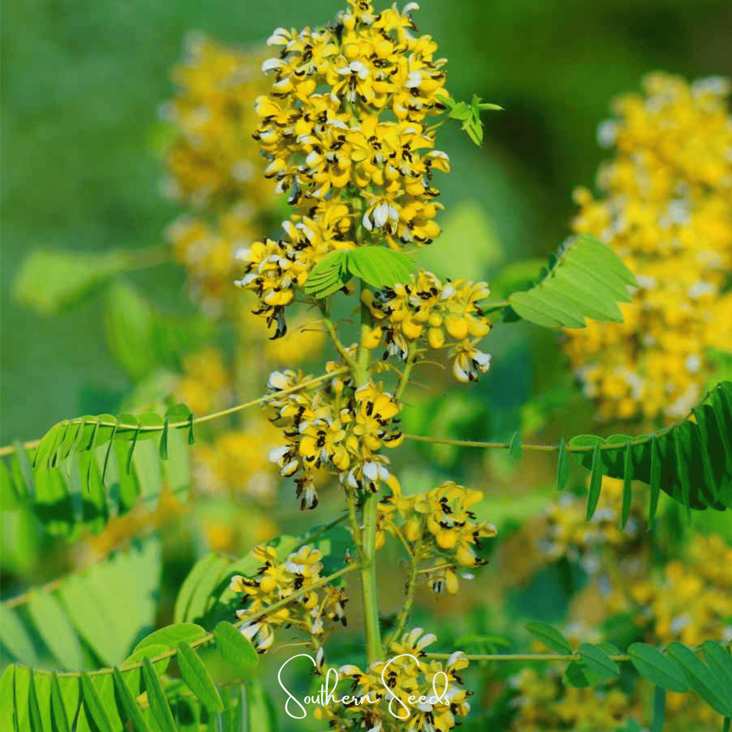Wild Senna ā 20 Seeds