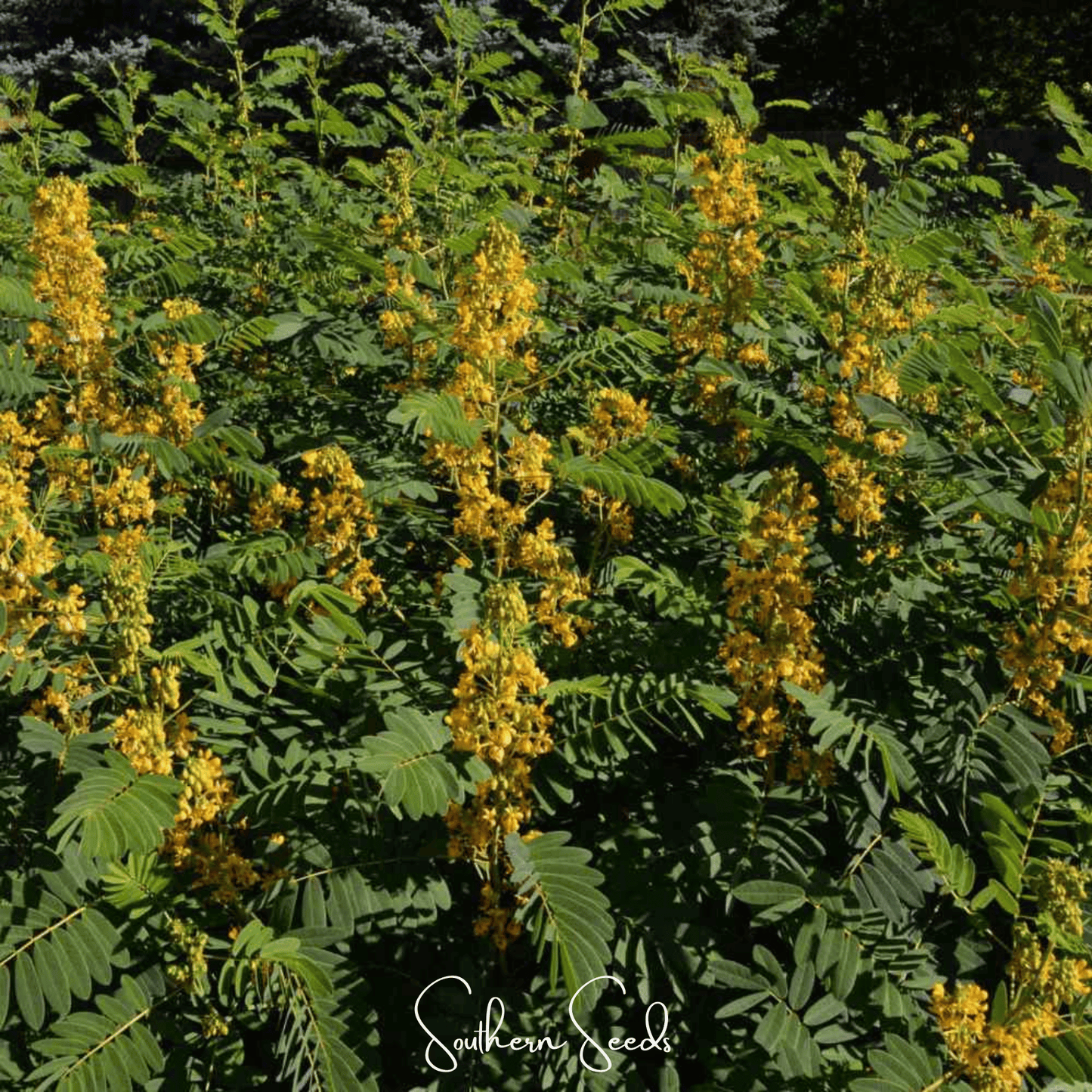 Wild Senna ā 20 Seeds