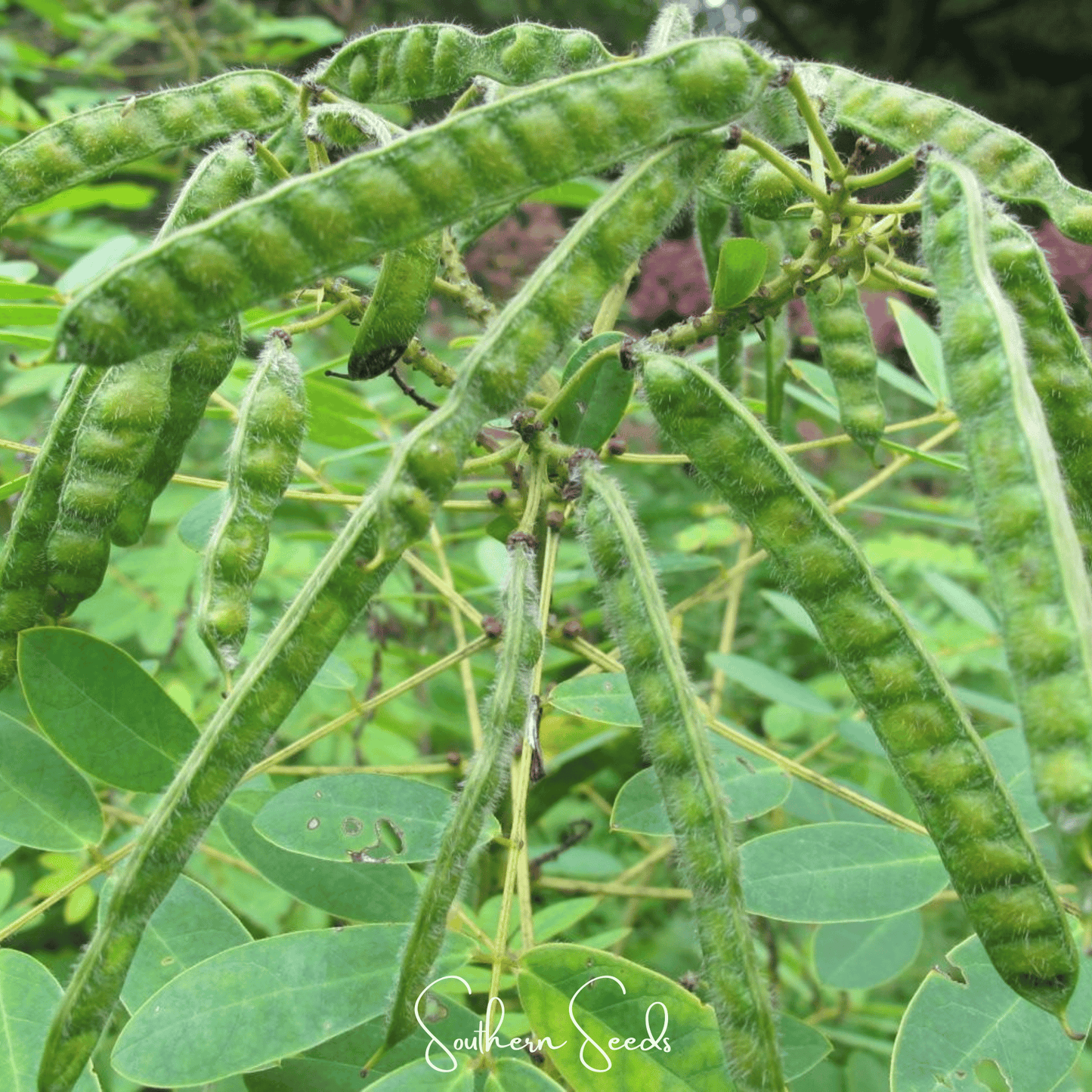 Wild Senna ā 20 Seeds