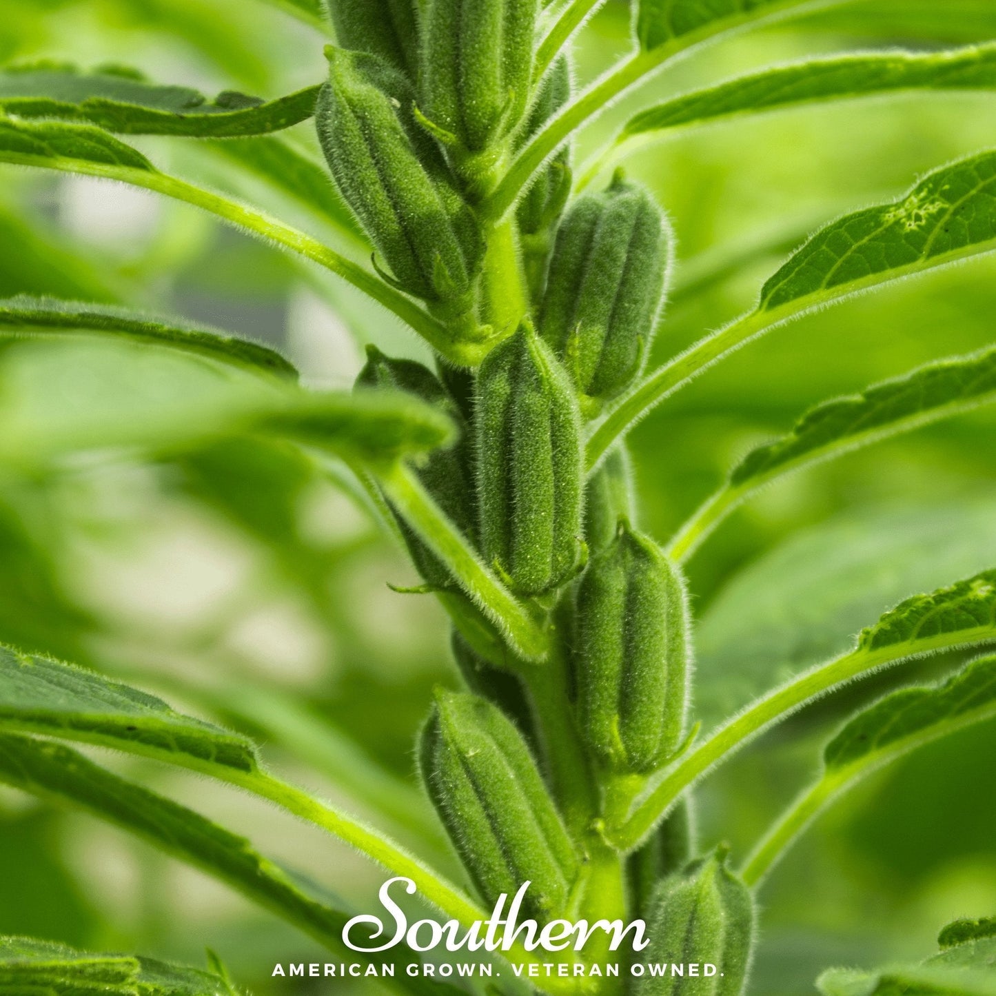 Black Sesame ā 100 Seeds