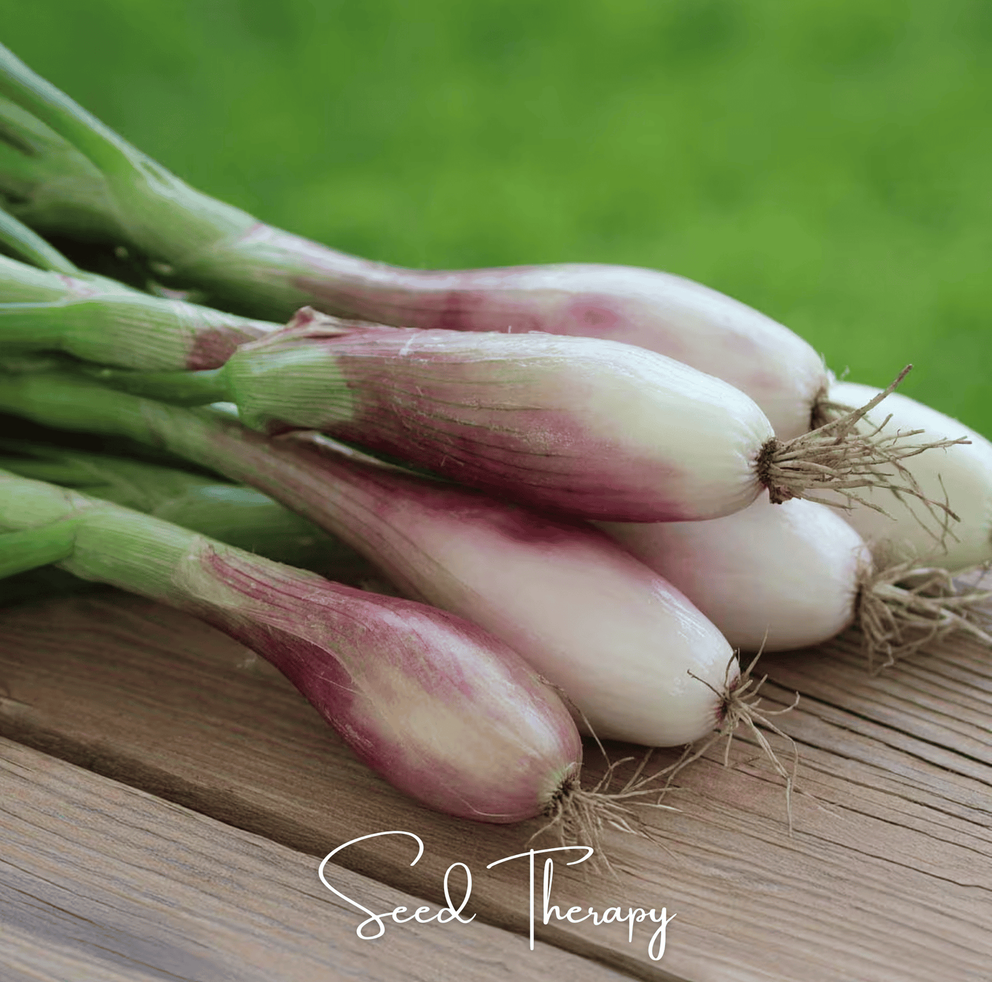 Zebrune Shallot ā 25 Seeds