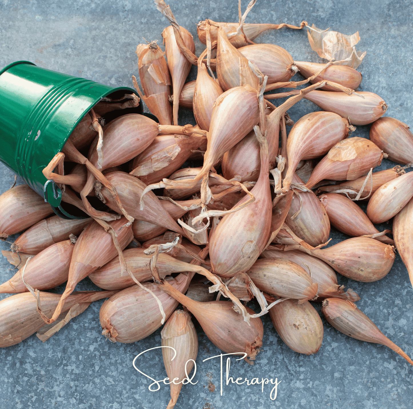 Zebrune Shallot ā 25 Seeds