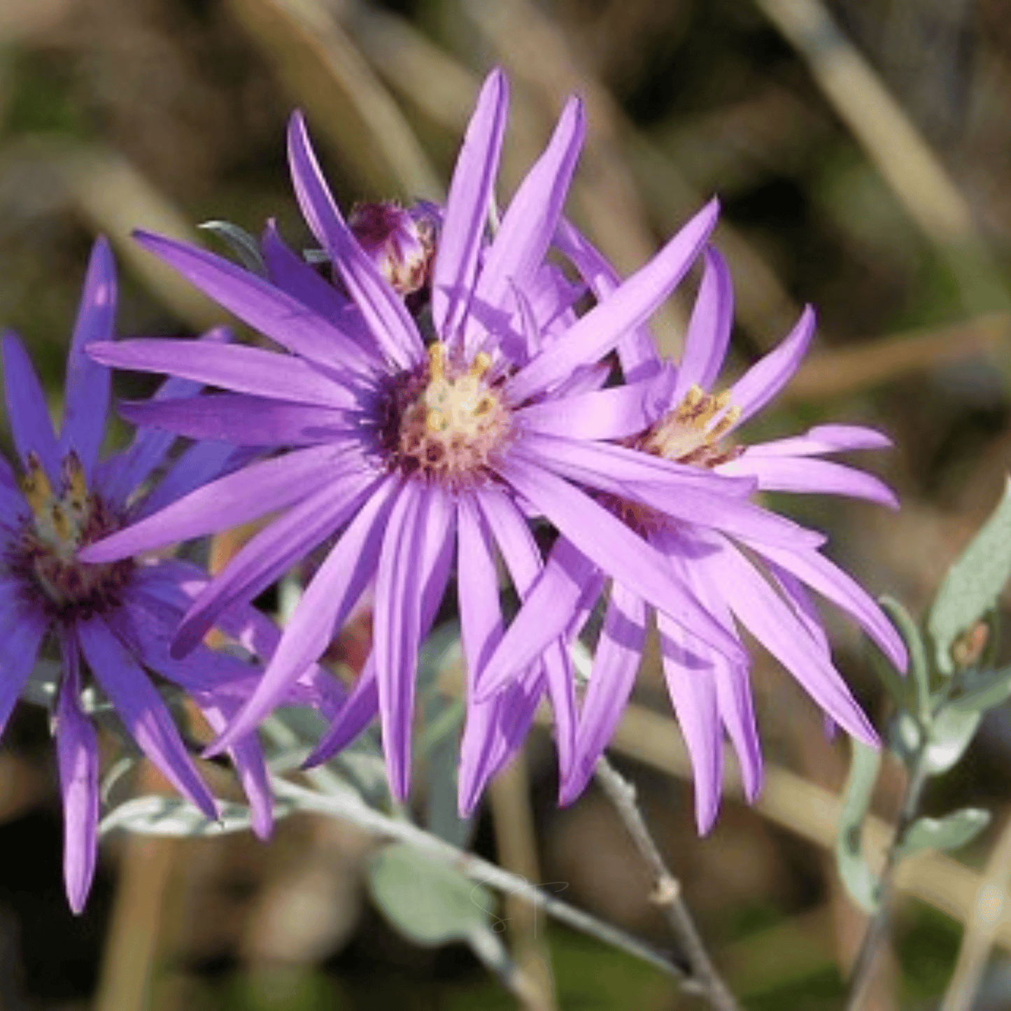 Silky Aster ā 25 Seeds