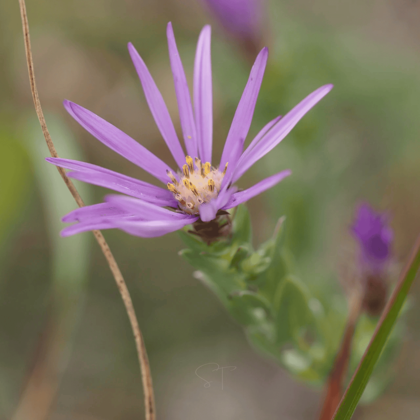 Silky Aster ā 25 Seeds
