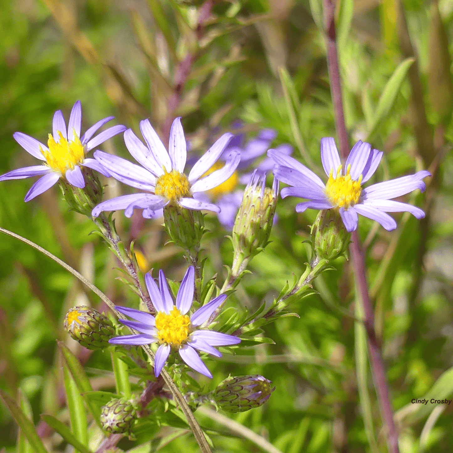 Silky Aster ā 25 Seeds