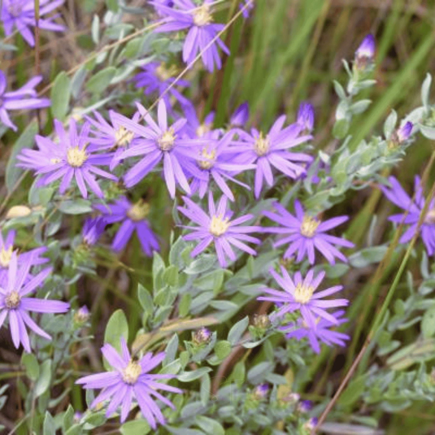 Silky Aster ā 25 Seeds