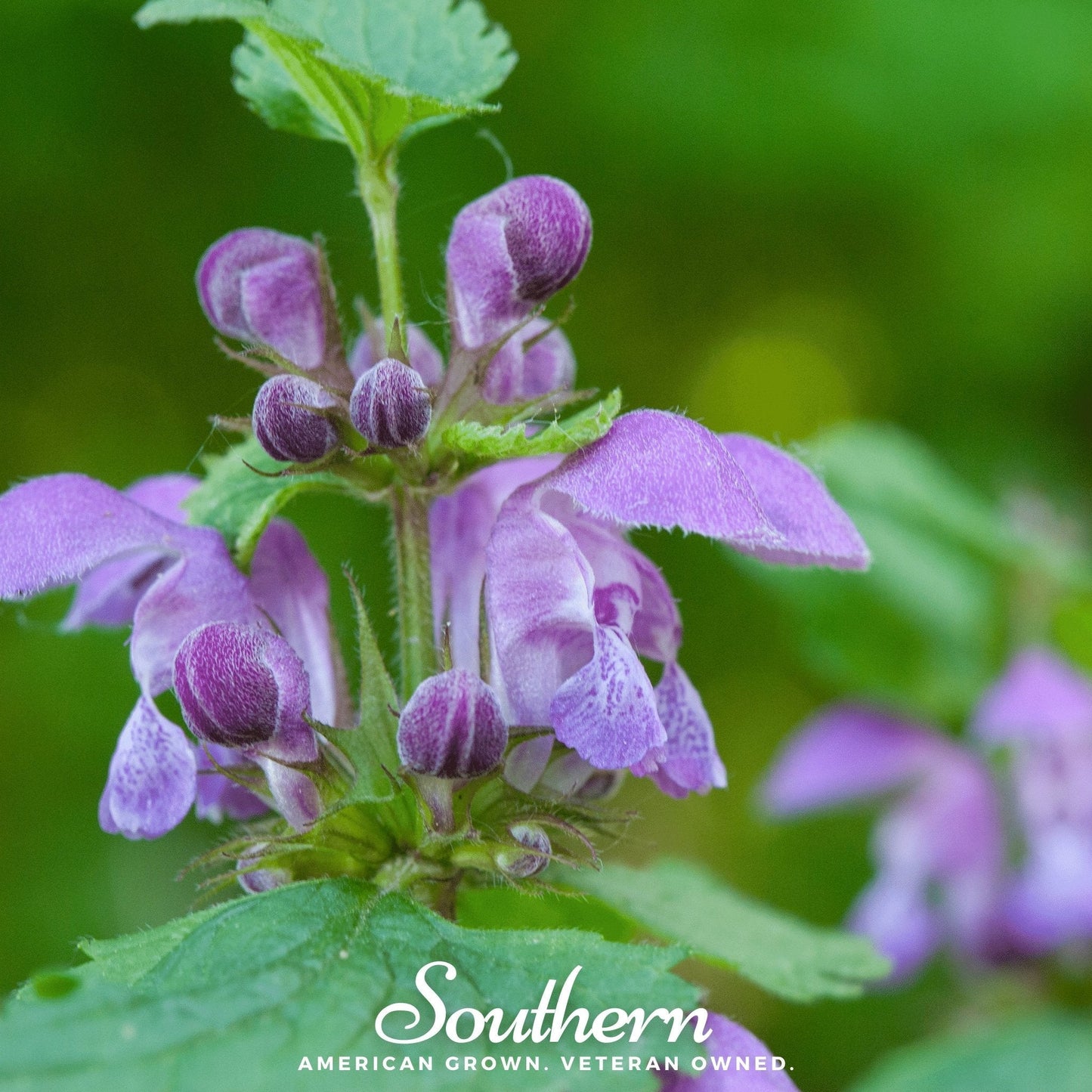 Official Mad Dog Skullcap ā 50 Seeds