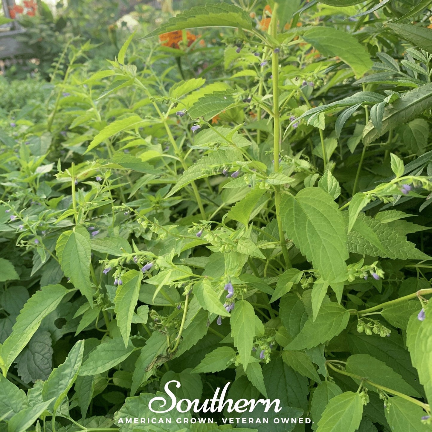 Official Mad Dog Skullcap ā 50 Seeds