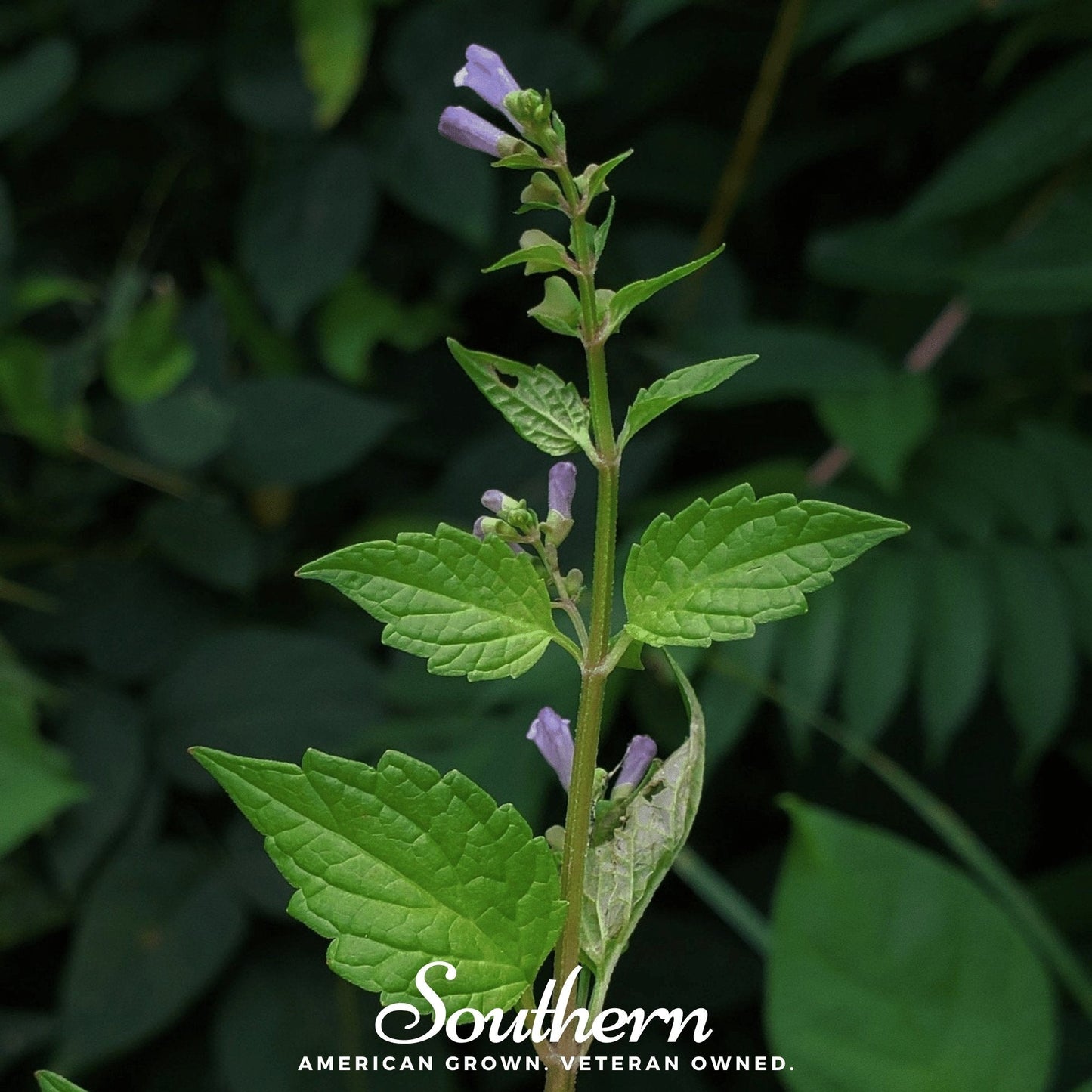 Official Mad Dog Skullcap ā 50 Seeds
