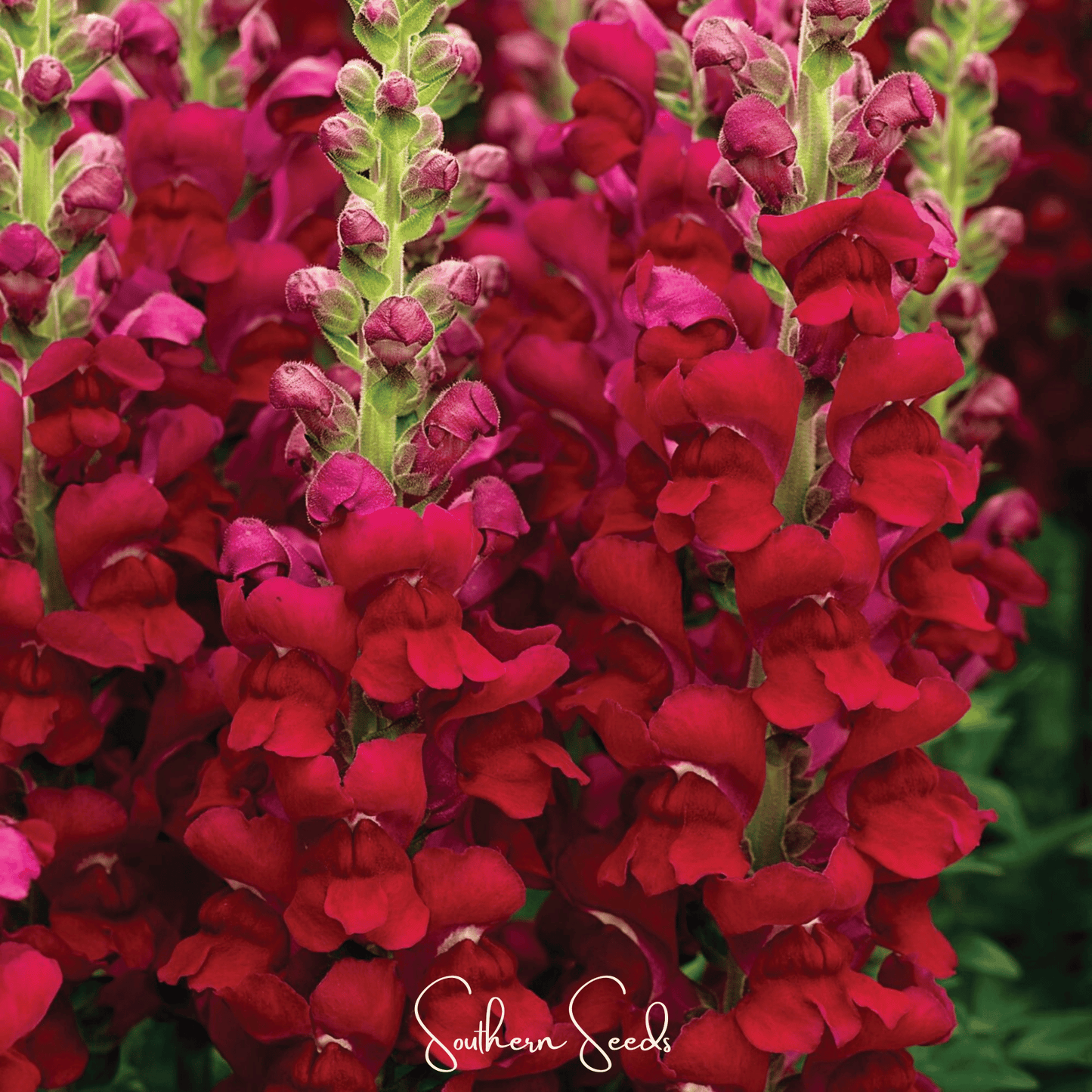 Defiance Snapdragon ā 200 Seeds