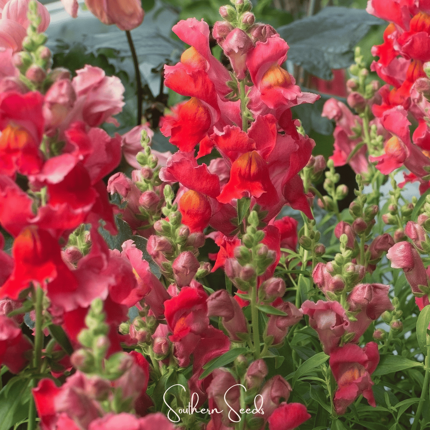 Defiance Snapdragon ā 200 Seeds