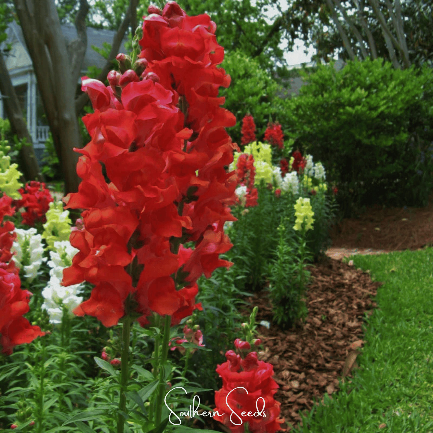 Defiance Snapdragon ā 200 Seeds