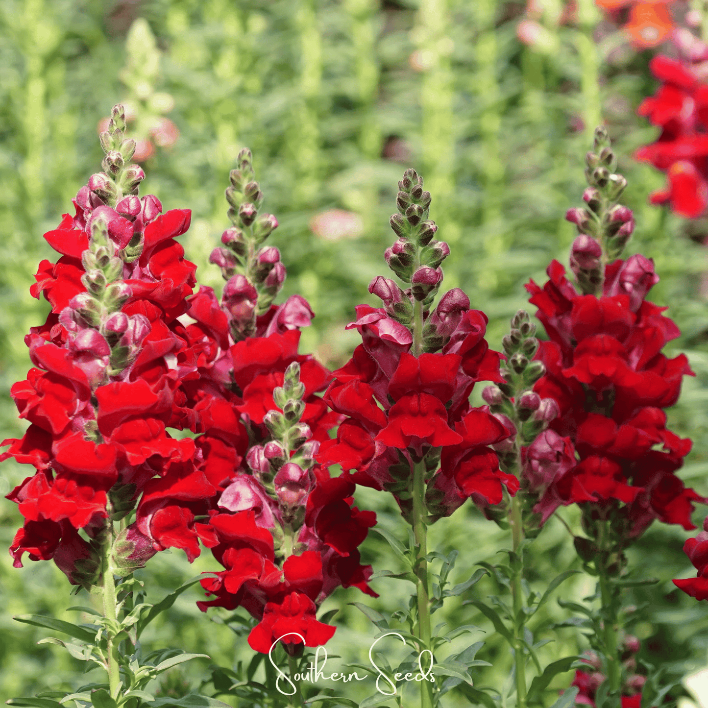 Defiance Snapdragon ā 200 Seeds