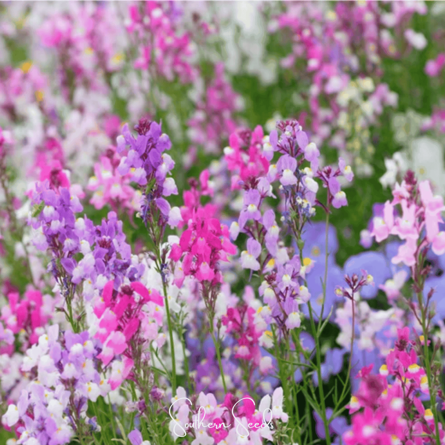 Northern Lights Toadflax Mix ā 200 Seeds