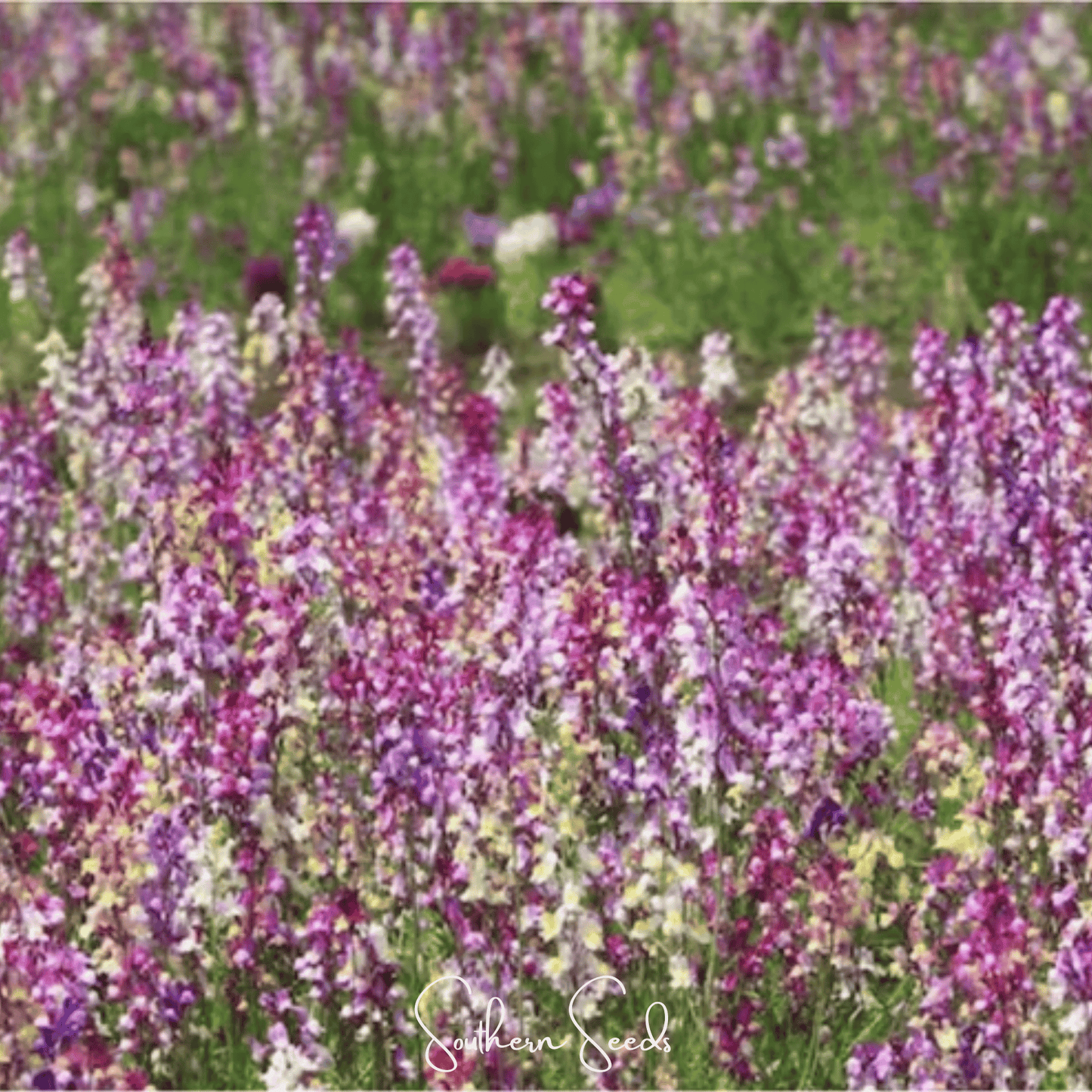 Northern Lights Toadflax Mix ā 200 Seeds