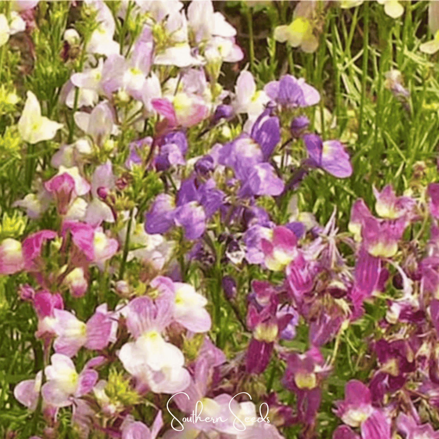 Northern Lights Toadflax Mix ā 200 Seeds