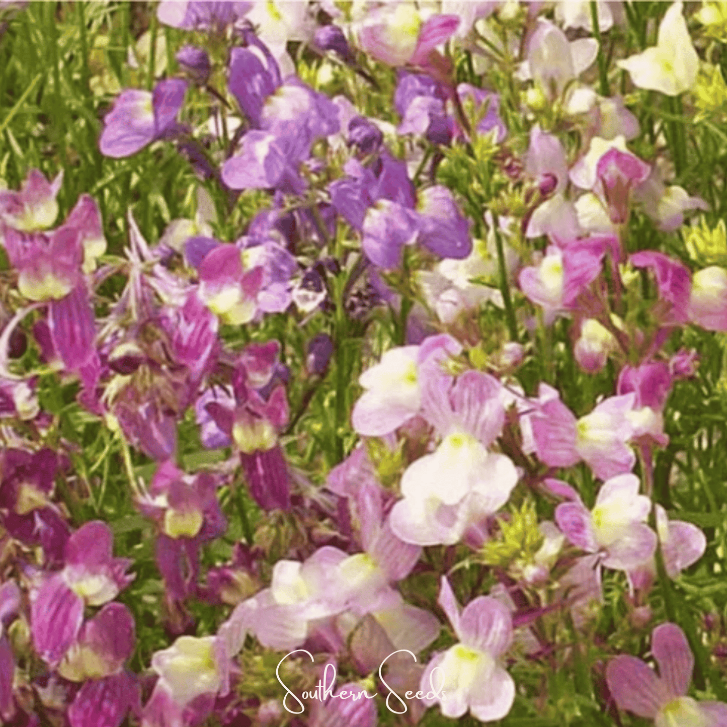Northern Lights Toadflax Mix ā 200 Seeds